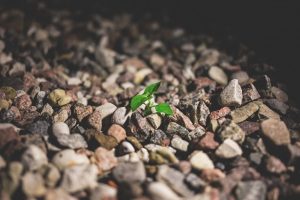 Plant growing Between Rocks