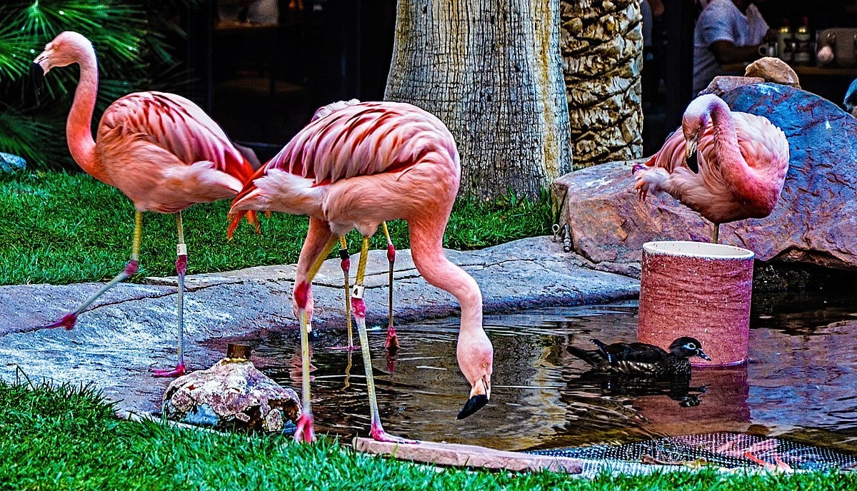 The Wildlife Habitat - Flamingo Hotel & Casino Las Vegas