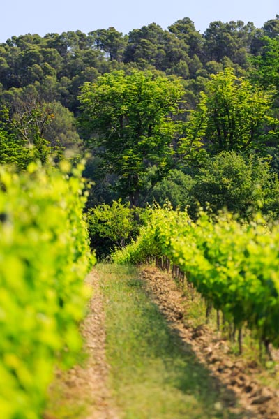 rangs de vignes