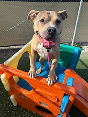 Roxanna is waiting for her forever home at City Dogs in Cleveland. 

(Photo courtesy of City Dogs Volunteers)