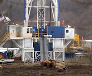 Cattle graze on some hay near a massive Nomac drilling rig (#73) on the Colescott well in Harrison County, Ohio in this 2013 file photo. The well is owned by Chesapeake Energy and the drilling is subcontracted out to Nomac.  (Joshua Gunter/cleveland.com, File, 2013)