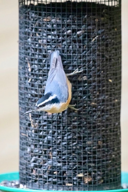 Red breasted nuthatch at a backyard bird feeder