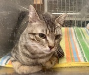 Cutest adopted cat in Northeast Ohio: Take a look at these adorable contestants -- Maia to Ozzie
(Pictured, cat waiting to be adopted from PetSmart)