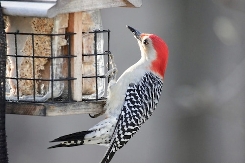 Red bellied woodpecker