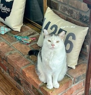 Cutest adopted cat in Northeast Ohio: Take a look at these adorable contestants -- Fiyero to Luna
(pictured Stoop cat who lives with his adopted family in Medina)