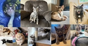 These cats need your votes to determine which one is Greater Cleveland’s Cutest Adopted Cat (Poll)
Who’s the Cutest Adopted Cat in all of Northeast Ohio? Meet our Top 20 finalists (Cutest Adopted Cat Contest)