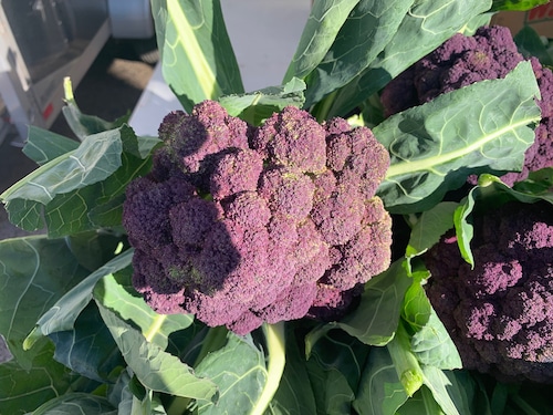 Purple cauliflower