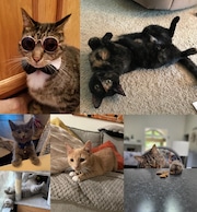 We need your votes to determine which of these lovely kitties is Greater Cleveland’s Cutest Adopted Cat (Poll)