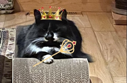 Black kitty wearing crown