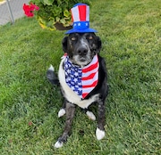 Gracie went full-on patriotic for the Fourth of July.
