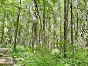 Hiking outdoors in the parks has plenty of perks: fresh air, beautiful views and the sounds and smells of nature.