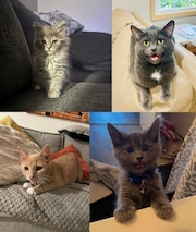 We need your votes to determine which of these lovely kitties is Greater Cleveland’s Cutest Adopted Cat (Poll)