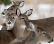 A new study reports further evidence of coronavirus in white-tailed deer.
