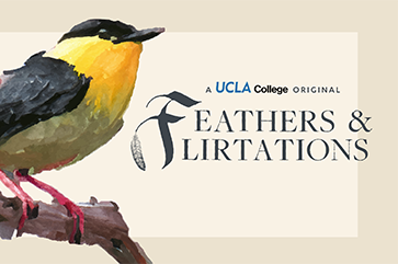 An illustration of a golden-collared manikin with the world "A UCLA College Original: Feathers & Flirtations."