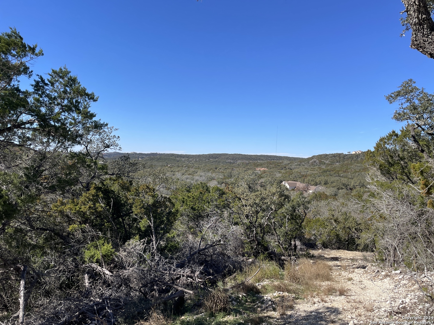 a view of a forest with a mountain in the background