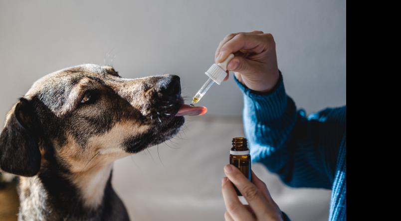 La medicina natural como tratamiento para mascotas 