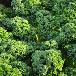 Kale Plants