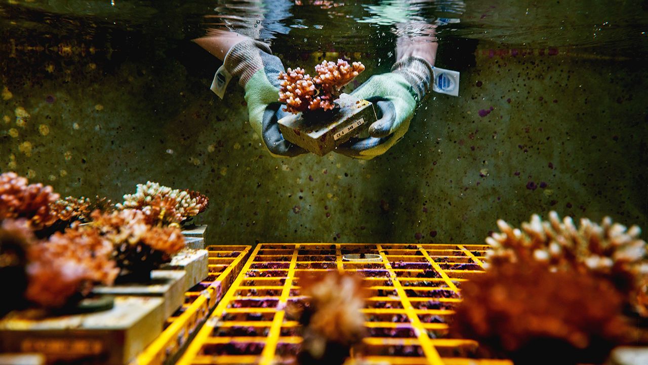  At Australian Institute of Marine Science, scientist are trying to breed corals.