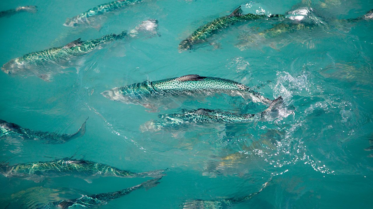 Fish seen at a Salmon Farm.