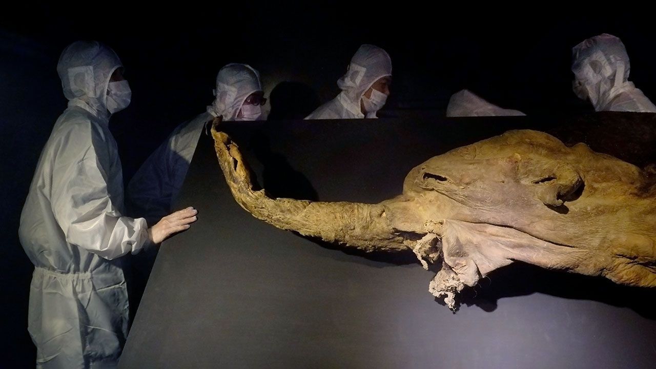 A frozen woolly mammoth named "Yuka" is seen being prepared for display.