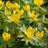 Eranthis