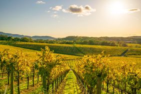 Vineyards in Napa Valley, Northern California