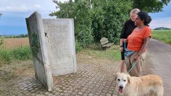 Buchskulptur an der Hohen Straße in üblem Zustand