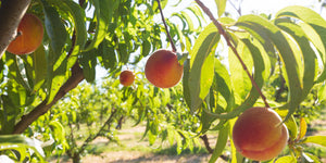 Fresh Fruit, apples, pears, pomegranates