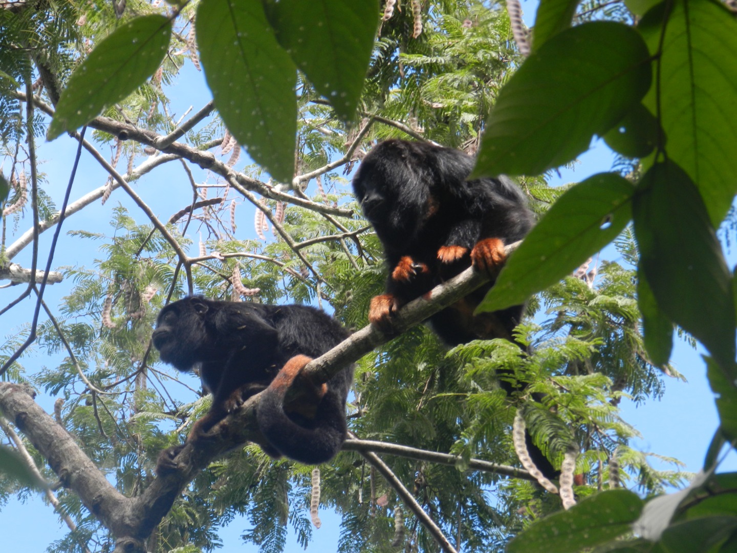 Guariba-de-mãos-ruivas volta à natureza