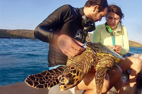 Cecília Baptistotte em Abrolhos-BA.