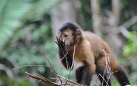 Animais silvestres retornam à natureza no Amapá