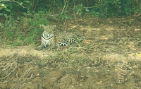 Brigadistas se deparam com onça-pintada durante pernoite no combate ao fogo no Parque Nacional do Pantanal Mato-grossense