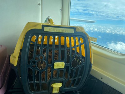 Animais foram transportados em caixas individuais e foram monitorados durante todo o percurso