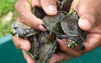 Soltura de quelônios na Resex Lago do Capanã Grande tem Gincana Ecológica