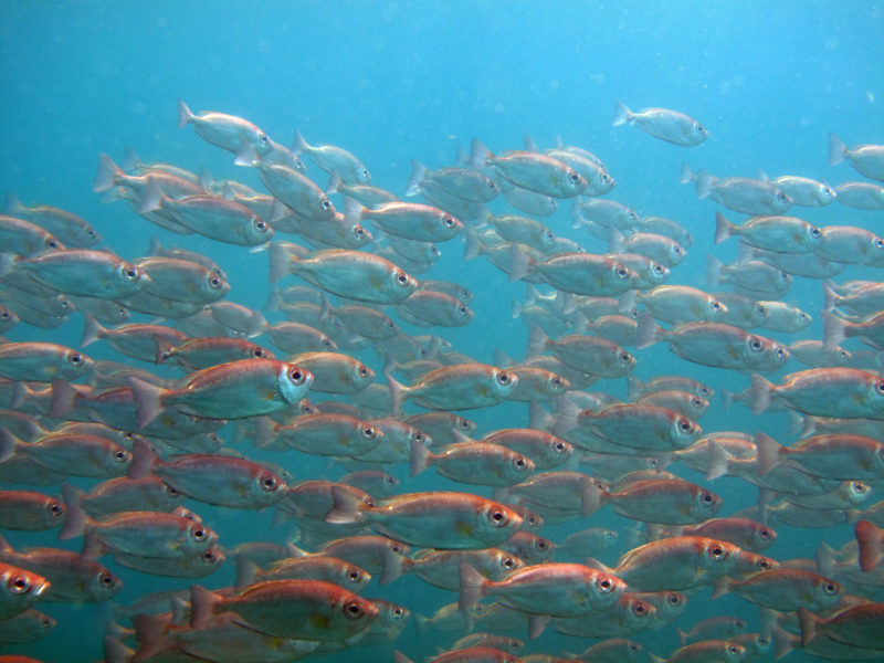 PEIXE_Priacanthus arenatus_Acervo Projeto Costões Rochosos_comissaodeetica.jpg