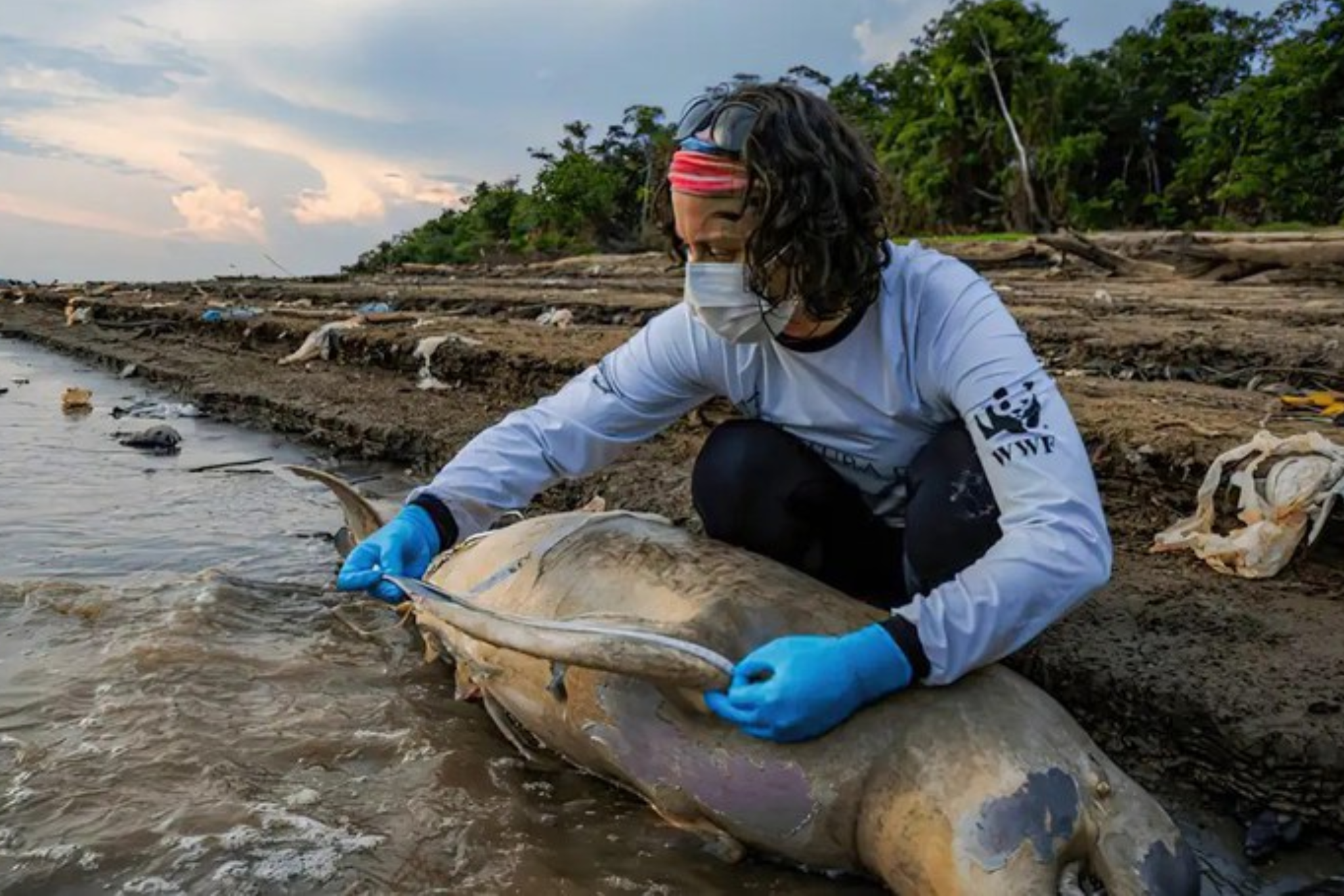 Entre setembro e outubro de 2023, cerca de 200 botos morreram devido ao superaquecimento das águas no Solimões