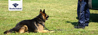 Cães de Faro da Receita Federal retornam ao trabalho no Aeroporto Internacional de Porto Alegre