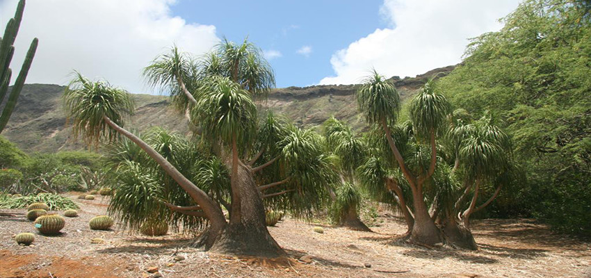 Dryland plants at Koko Crater Botanical Garden