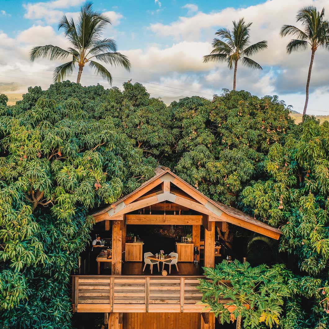 The Treehouse with a large open deck nestled among lush tropical foliage, with tall palm trees in the background against a clear blue sky.