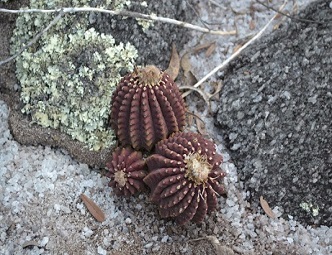 Uebelmannia buiningiii (Foto: Suelma Ribeiro)