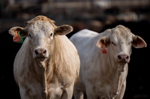 QUEMADO, TEXAS - JUNE 14: Cows are seen standing in a feedlot on June 14, 2023 in Quemado, Texas. Ranchers and farmers have begun shrinking cattle herds due to drought and high costs in the region. The shrinkage threatens steep climbs in prices for the supply of beef.  (Photo by Brandon Bell/Getty Images)