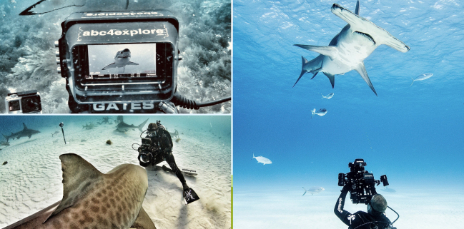 A collage of three photos of underwater cinematographer Andrew Casagrande shooting different kinds of sharks from different angles for "Shark Week" 