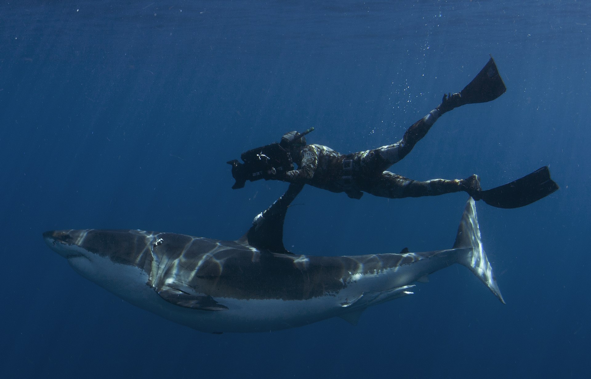 Underwater cinematographer Mark Rackley in a diving suit swings alongside a shark, holding onto its fin with one hand, with a camera pointed at the shark's face in the other.