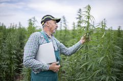 Farmer inspects marijuana plant