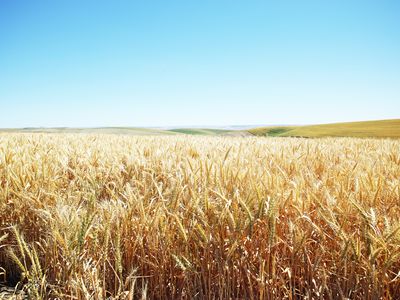 Wheat field