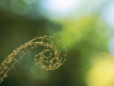 Frong of a grass plant curing into the shape of a Fibonacci spiral