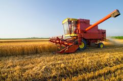 Harvester combine harvesting wheat on agricultural field