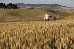 Two farmers walking in wheat field 