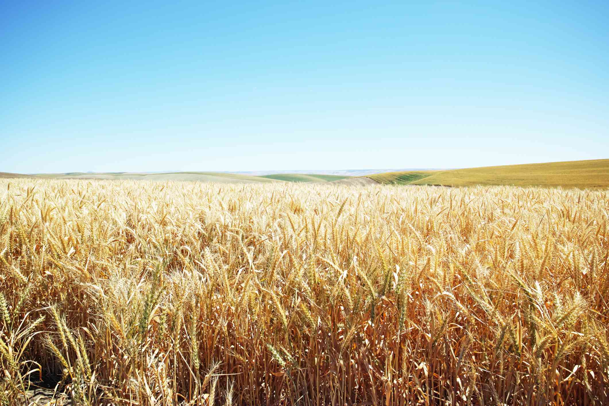 Wheat field