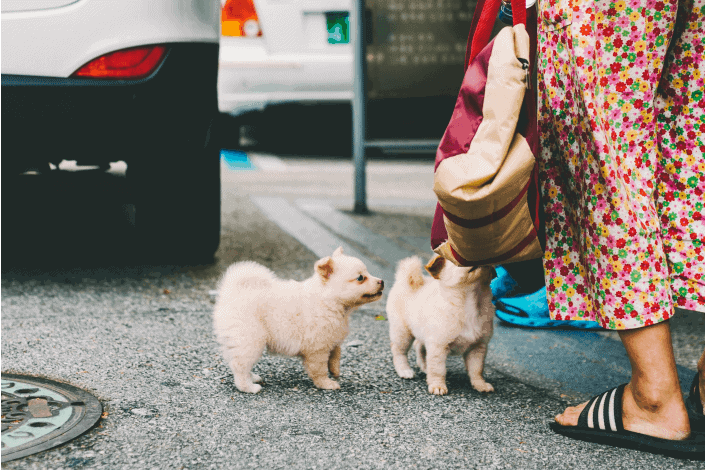 dos cachorros amarillos de pelaje largo frente a una mujer